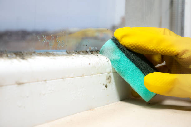 Best Localized Mold Remediation (e.g., coastal areas, humid climates) in West Rson, CA