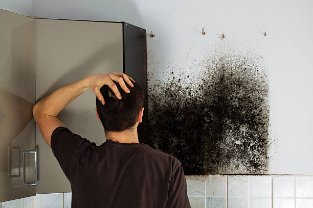 Best Basement Mold Remediation in West Rson, CA