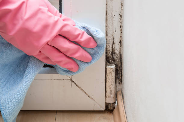 Best Basement Mold Remediation in West Rson, CA
